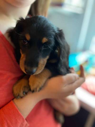 Welpen Bilder !-Beitrag-Bild