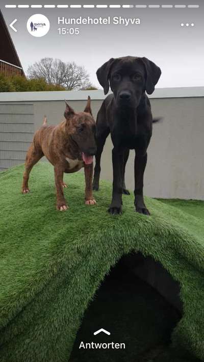 Rhodesian Ridgeback-Beitrag-Bild