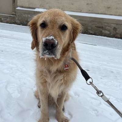 Hundetreffen-Gemeinsame Spaziergänge-Bild