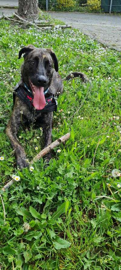 Hundetreffen-Gassi Runde gesucht hanau Park-Bild