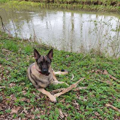 Hundetreffen-Spaziergang und Spielen-Profilbild