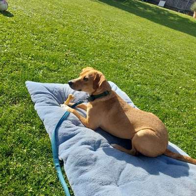 Hundetreffen-Nette 2 und 4 Beiner für Social Walk gesucht.-Bild