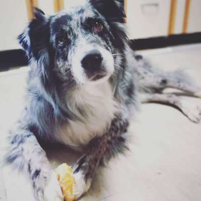 CHALLENGE NR. 19 - Der Hundeblick-Beitrag-Bild