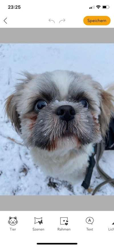 Kleine Hunde ganz Groß-Beitrag-Bild