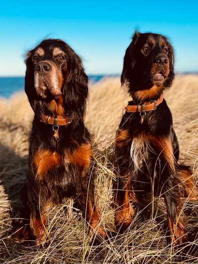 Gordon Setter-Beitrag-Bild