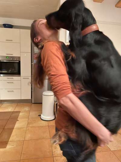 Gordon Setter-Beitrag-Bild