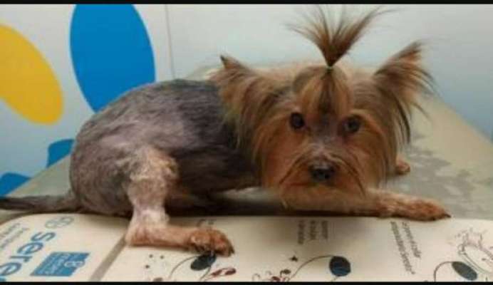 Welche Hunderasse-Beitrag-Bild