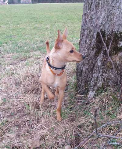 Welche Hunderasse-Beitrag-Bild