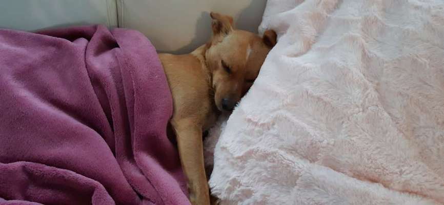 Welche Hunderasse-Beitrag-Bild