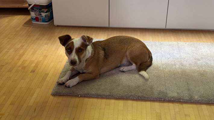 Bracke und Bracke-Mix nicht jagdlich geführt-Beitrag-Bild