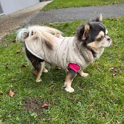 Hundetreffen-Walking & playing-Bild