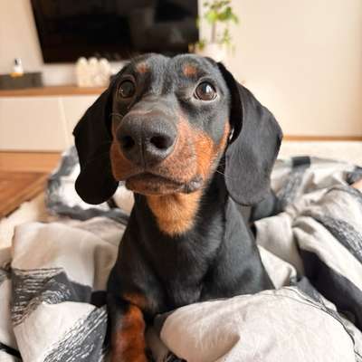 Hundetreffen-Anton sucht :)-Bild