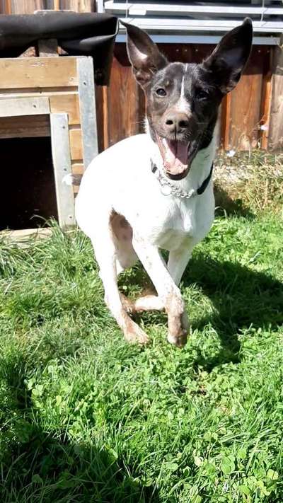 Hundetreffen-Trainingseinheiten-Bild