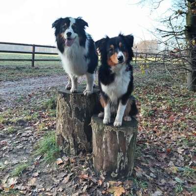 Hundetreffen-Gemeinsames Spazierengehen-Bild