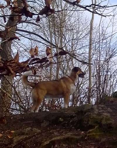 Die Dogorama Kalender Challenge 4/4-Beitrag-Bild