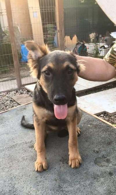 Welpen Bilder !-Beitrag-Bild