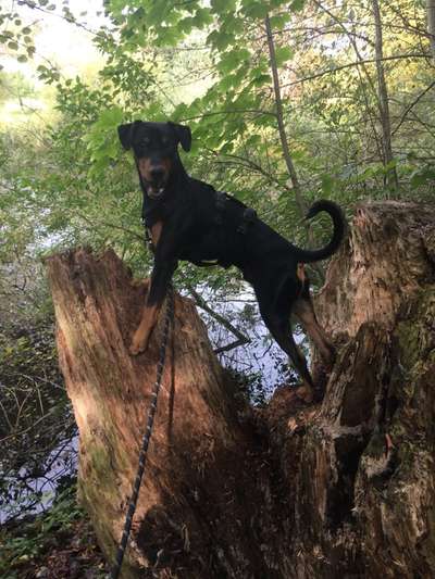 Liebhaber des Deutschen Pinscher gesucht.-Beitrag-Bild