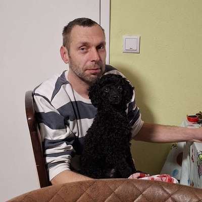 Hundetreffen-Zwergpudelrüde sucht Spielgefährten