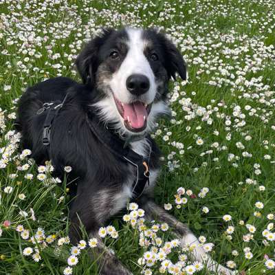 Hundetreffen-Training mit andern Hunden :)-Bild