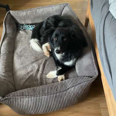 Suchmeldung-Chiqui-Bild