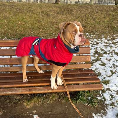 Hundetreffen-Social Walk mit souveränen Hunden-Bild