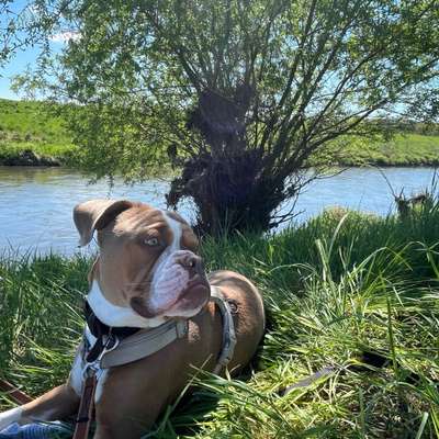 Hundetreffen-Social Walk oder Trainingseinheit-Bild