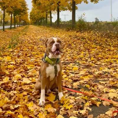 Hundetreffen-Social Walk mit souveränen Hunden-Bild