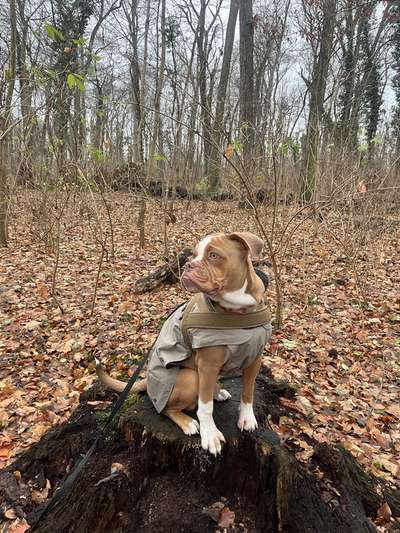 Hundetreffen-Social Walk oder Trainingseinheit-Bild