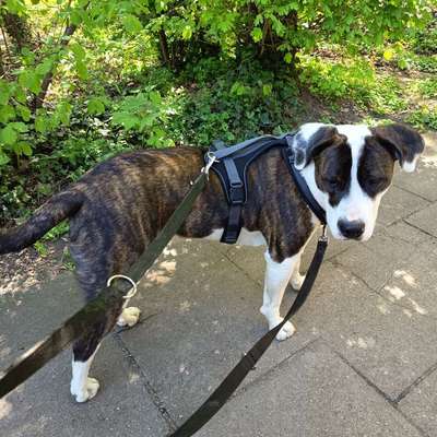 Hundetreffen-Jung und Wild-Bild