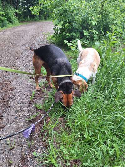 Hundetreffen-Trainingsspatziergänge-Bild