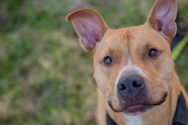 Die Dogorama Kalender Challenge 4/4-Beitrag-Bild