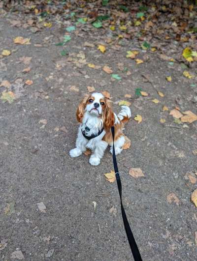 Cavaliere-Beitrag-Bild