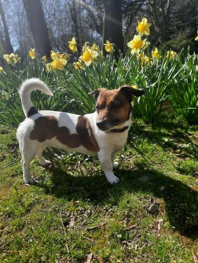 Challenge 23 : "  Euer Hund beim Frühlingserwachen "-Beitrag-Bild