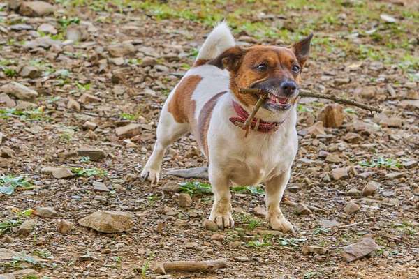 Wo sind die Jack und Parson Russell Terrier?-Beitrag-Bild