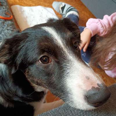 Hundetreffen-Und täglich grüsst das Murmeltier