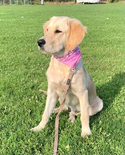 Die Dogorama Kalender Challenge Titelbild-Beitrag-Bild