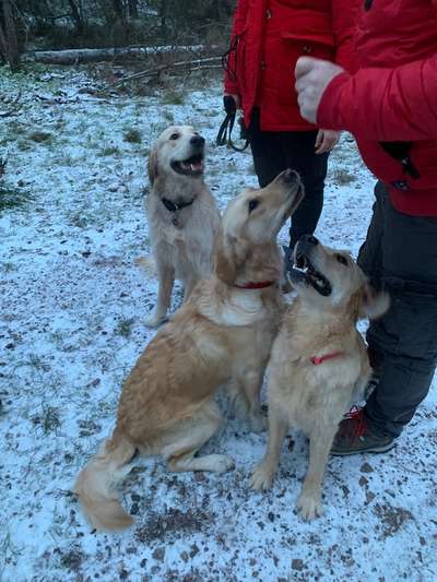 Wo sind die Golden Retriever Liebhaber?-Beitrag-Bild