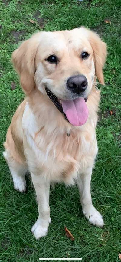 Wo sind die Golden Retriever Liebhaber?-Beitrag-Bild