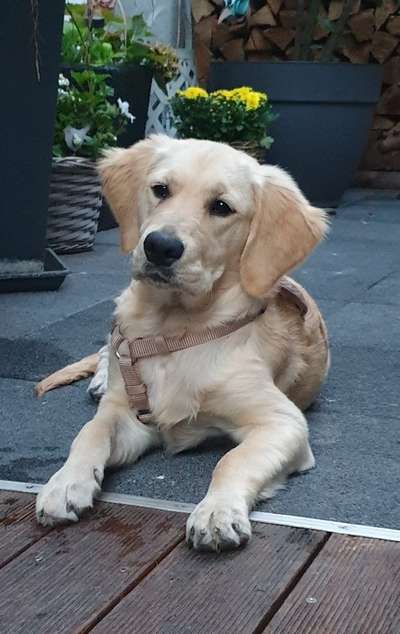 Die Dogorama Kalender Challenge Titelbild-Beitrag-Bild