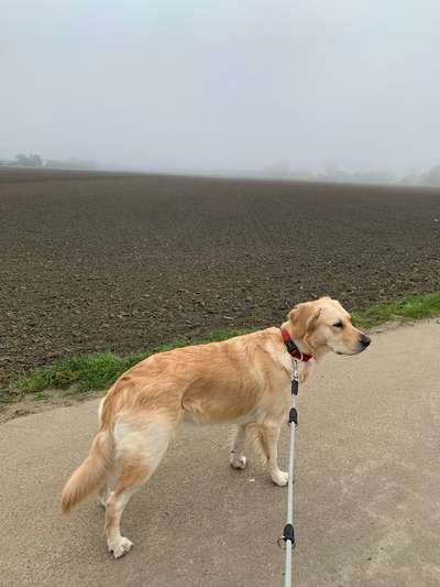 Wo sind die Golden Retriever Liebhaber?-Beitrag-Bild