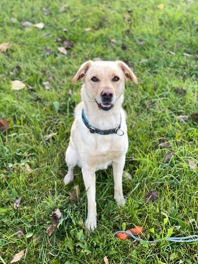 Labradorfans-Beitrag-Bild