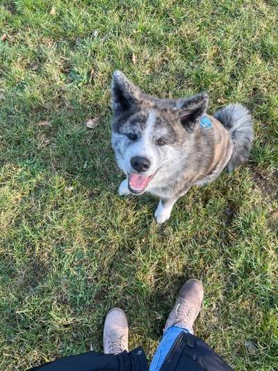 Dogorama Photo Challenge - Einmal lächeln bitte-Beitrag-Bild