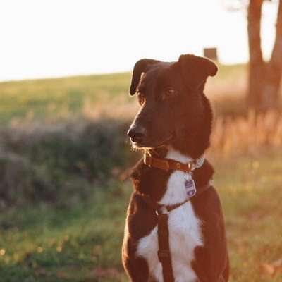 Hundetreffen-Spaziergang-Bild