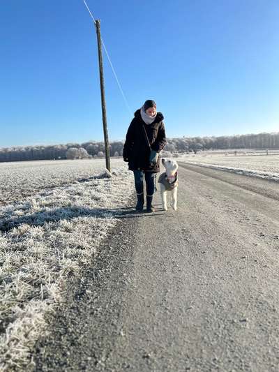 Hundetreffen-Gemeinsame Spaziergänge / Spieltreffen-Bild