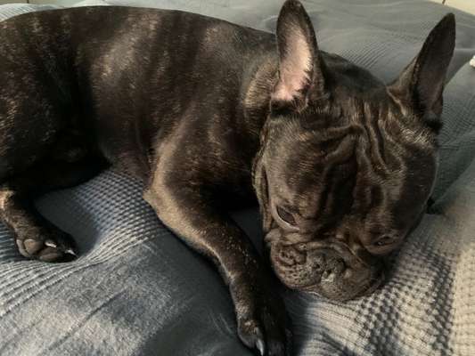 Zeigt her eure Frenchi-Beitrag-Bild