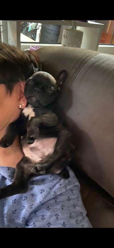 Die lustigsten Selfies mit Deinem Hund !-Beitrag-Bild