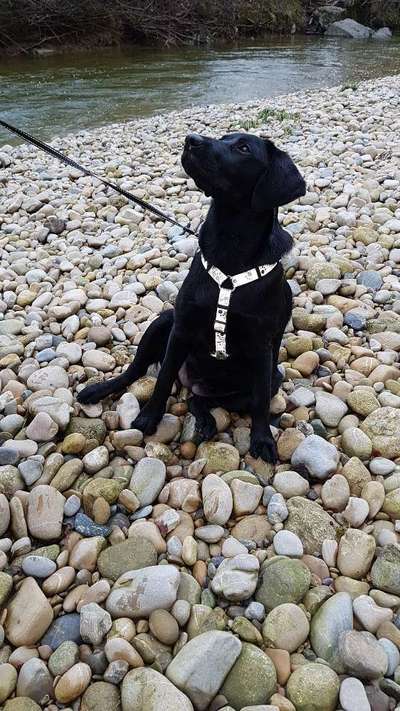 Dogorama-Monats-Challenge-Mai "Wasser"-Beitrag-Bild