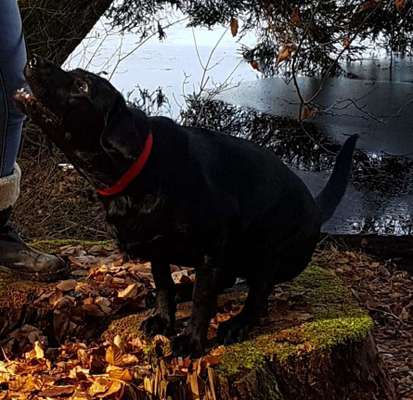 Hier ist der Spaßthread. Zum Schmunzeln und Kaputtlachen-Beitrag-Bild