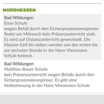 Giftköder-Eichenprozessionsspinner-Bild
