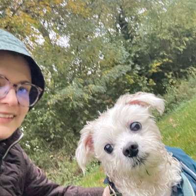 Hundetreffen-Social Walks / Hundefreunde/ gegenseitiges Dogsitting-Bild